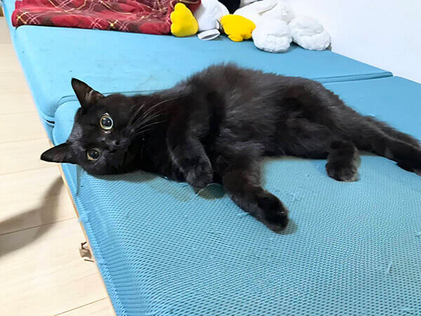 猫ペットシッター