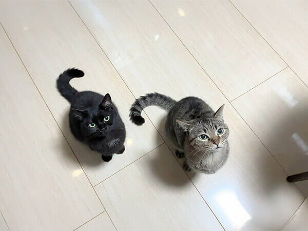 猫ペットシッター