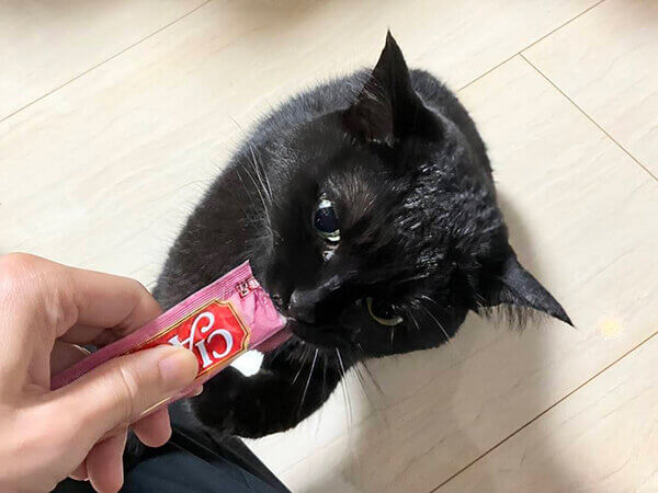 猫ペットシッター