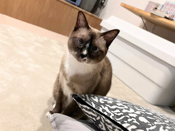 猫ペットシッター