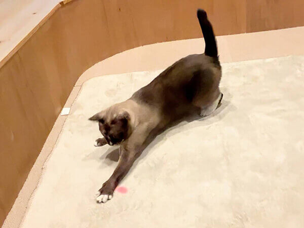 猫ペットシッター