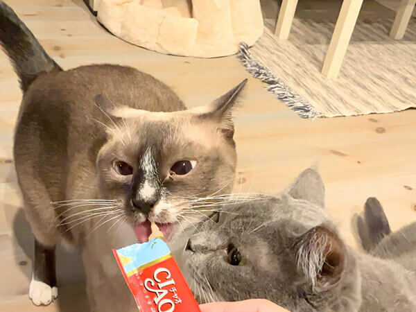 猫ペットシッター