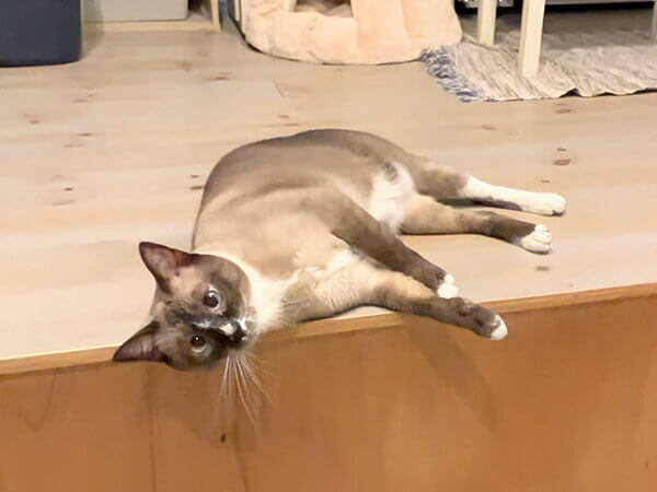 猫ペットシッター