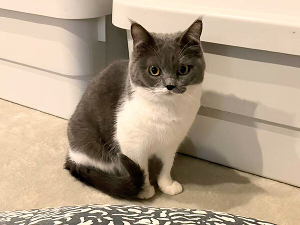 ペットシッター猫