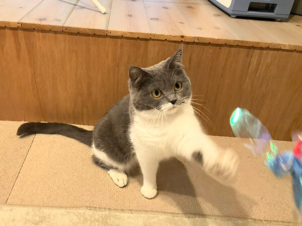 ペットシッター猫