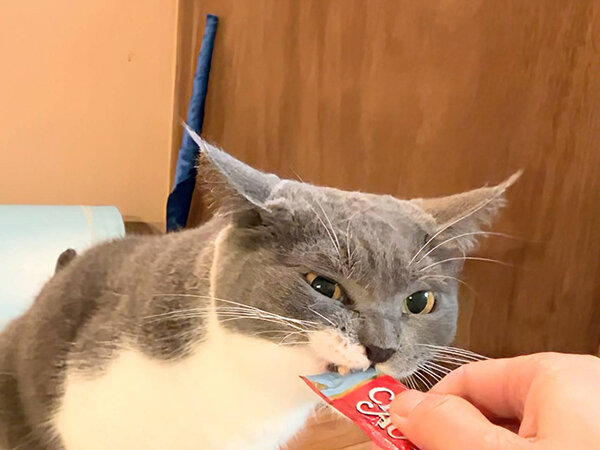 ペットシッター猫