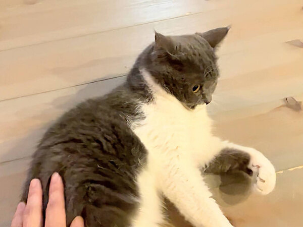 ペットシッター猫