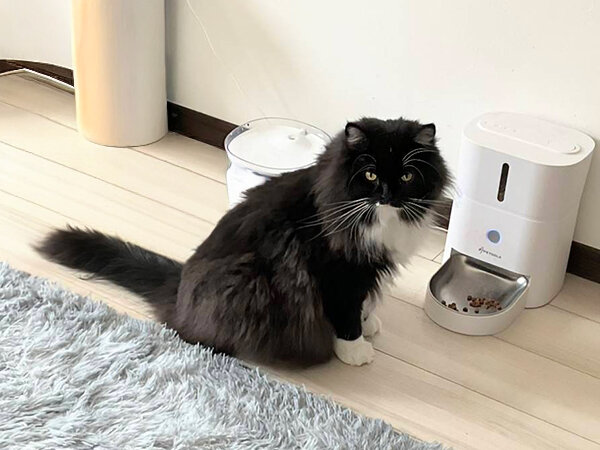 猫、サイベリアンペットシッター