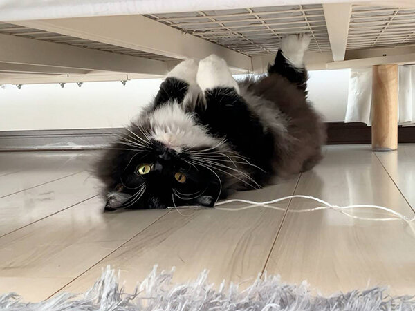 猫、サイベリアンペットシッター