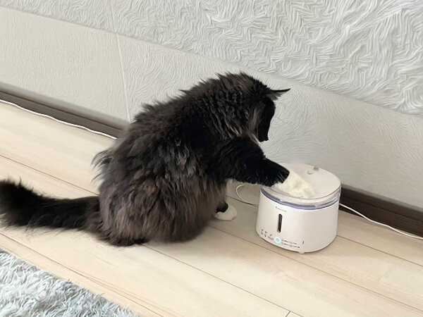 猫、サイベリアンペットシッター