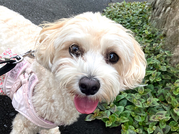 小型犬マルプーペットホテル