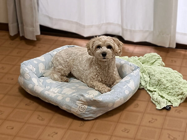 小型犬マルプーペットホテル