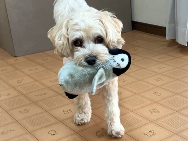 小型犬マルプーペットホテル