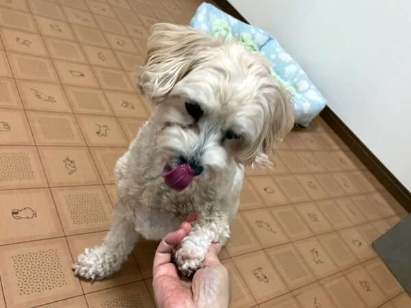 小型犬マルプーペットホテル