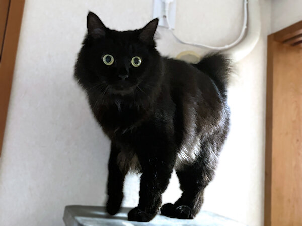 黒猫ペットシッター