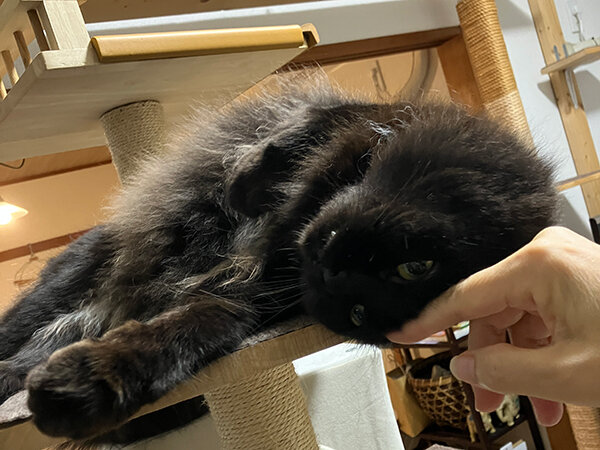 黒猫ペットシッター