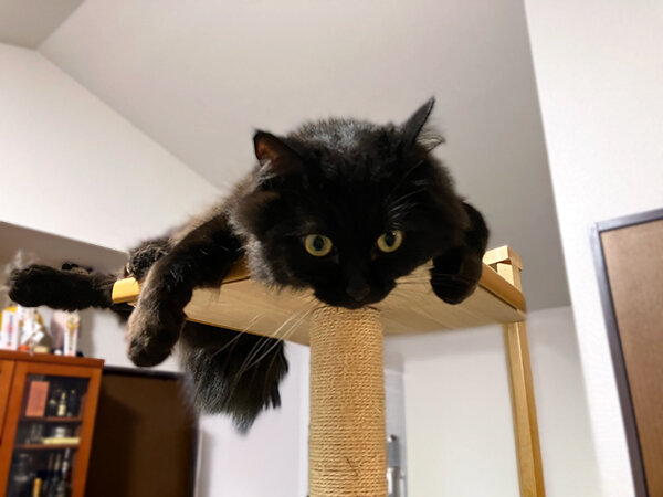 黒猫ペットシッター