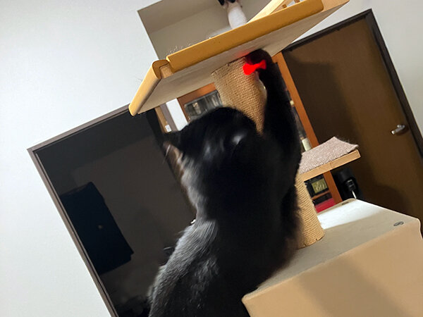 黒猫ペットシッター