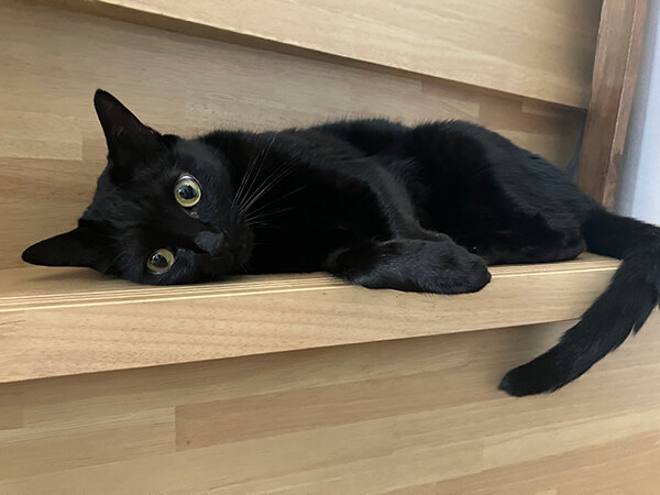 黒猫ペットシッター