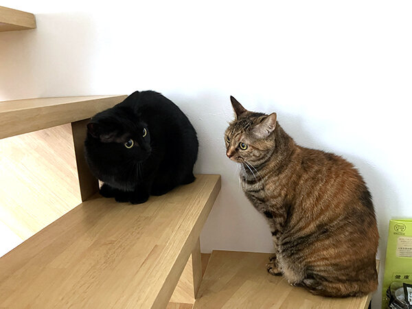 黒猫ペットシッター