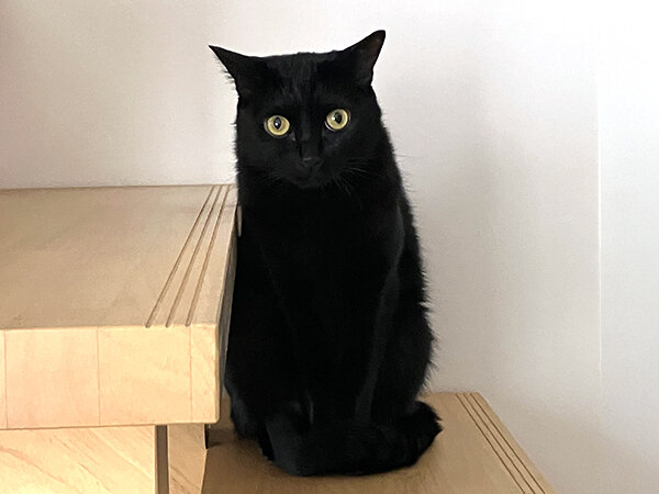 黒猫ペットシッター