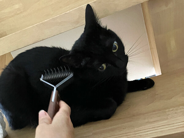 黒猫ペットシッター
