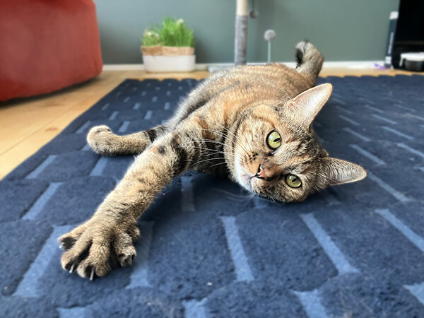 猫ペットシッター