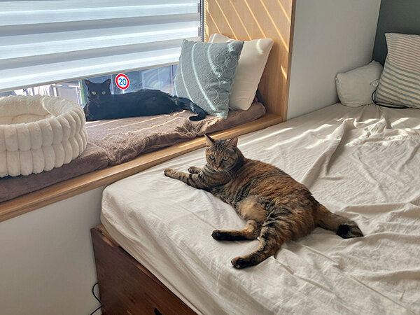 猫ペットシッター