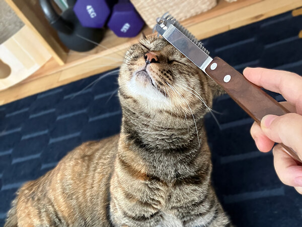猫ペットシッター