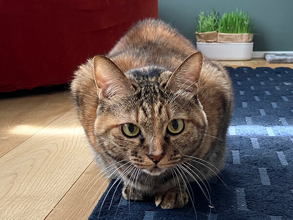猫ペットシッター
