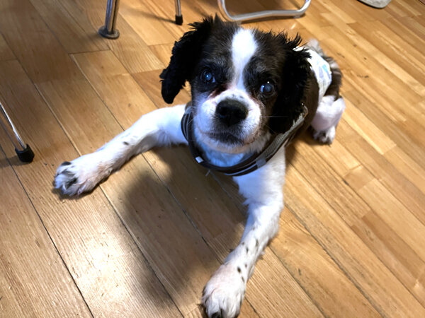 小型犬キャバリア×ボストンテリアペットシッター