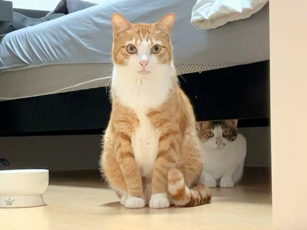 猫ペットシッター