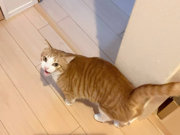 猫ペットシッター