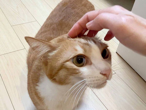 猫ペットシッター