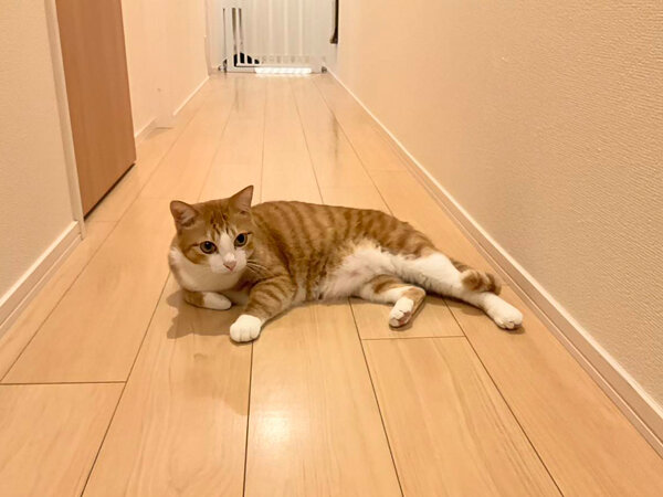 猫ペットシッター