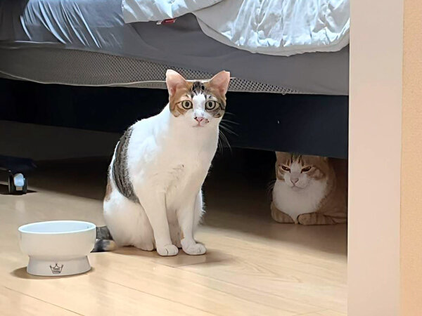 猫ペットシッター