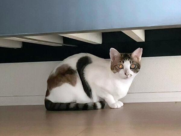 猫ペットシッター