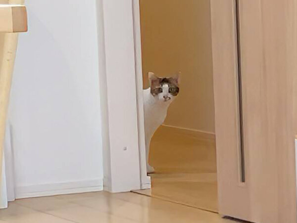 猫ペットシッター