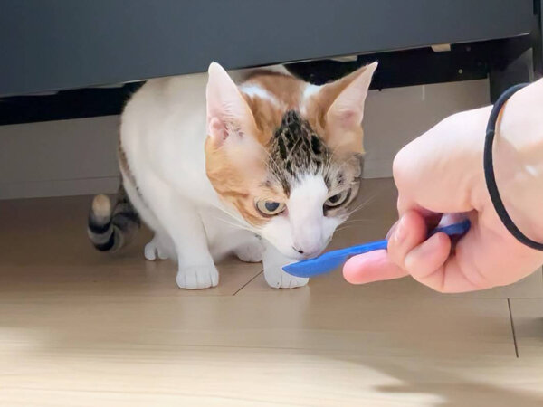 猫ペットシッター