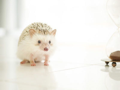 おるすばんくらぶ／日本ペットシッターサービス練馬店（練馬区・和光市