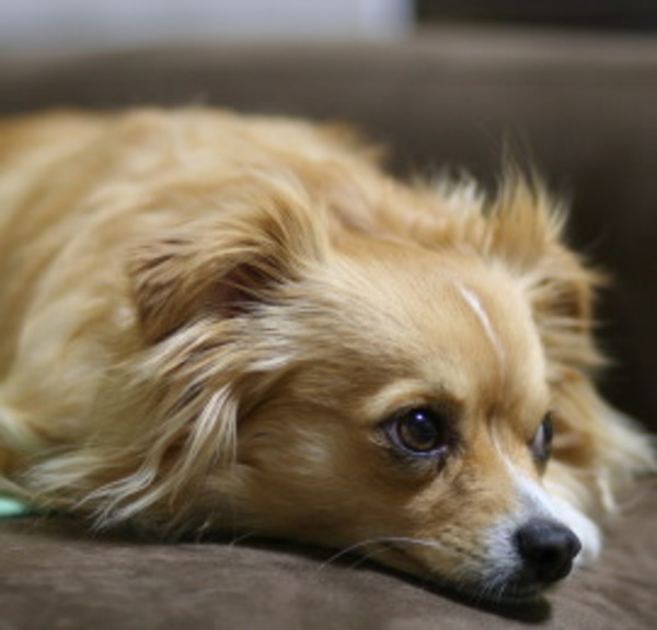 犬のしつけ 日本ペットシッターサービス