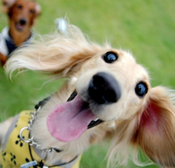 犬との遊び方について 日本ペットシッターサービス 犬との遊び方について 日本ペットシッターサービス