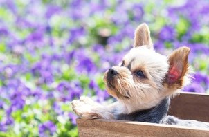 今年の夏も愛犬と楽しく過ごすために!!