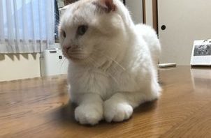 🐱悠太郎君・みしぇちゃん・るか君・子猫ちゃん🐱