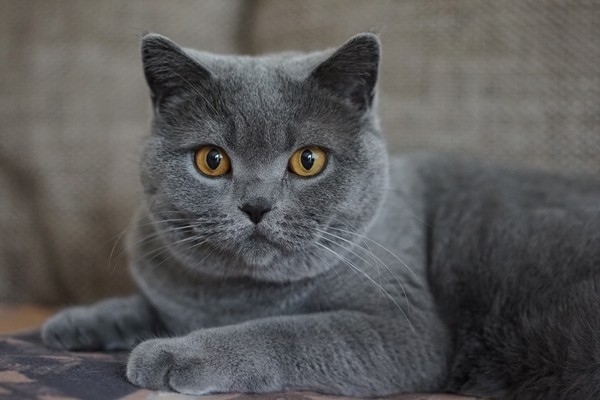THE JAGUAR 1.5キロ ねこさん専用
