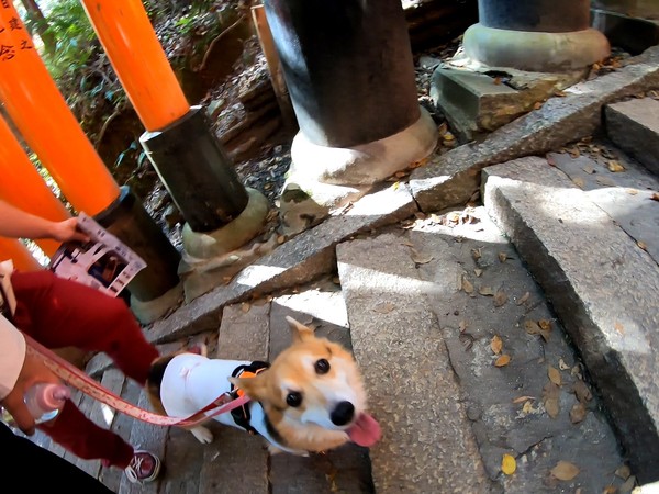 看板犬もなかの日記 11ページ目 Amo 日本ペットシッターサービス神戸西店 神戸市 明石市 加古川市 看板犬もなかの日記 11ページ目 Amo 日本ペットシッターサービス神戸西店 神戸市 明石市 加古川市