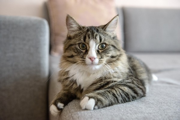 COOL氏の人形 「伸びをするシャム猫」がほぼ完成しました