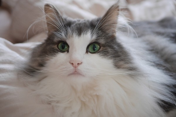 猫 2ページ目 日本ペットシッターサービス 猫 2ページ目 日本ペットシッターサービス