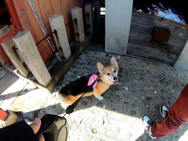 看板犬もなかの日記 2ページ目 Amo 日本ペットシッターサービス神戸西店 神戸市 明石市 加古川市 看板犬もなかの日記 2ページ目 Amo 日本ペットシッターサービス神戸西店 神戸市 明石市 加古川市