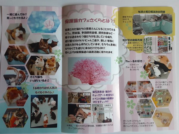 保護猫紹介 日本ペットシッターサービス草加 越谷店 草加市 越谷市 川口市 保護猫紹介 日本ペットシッターサービス草加 越谷店 草加市 越谷市 川口市